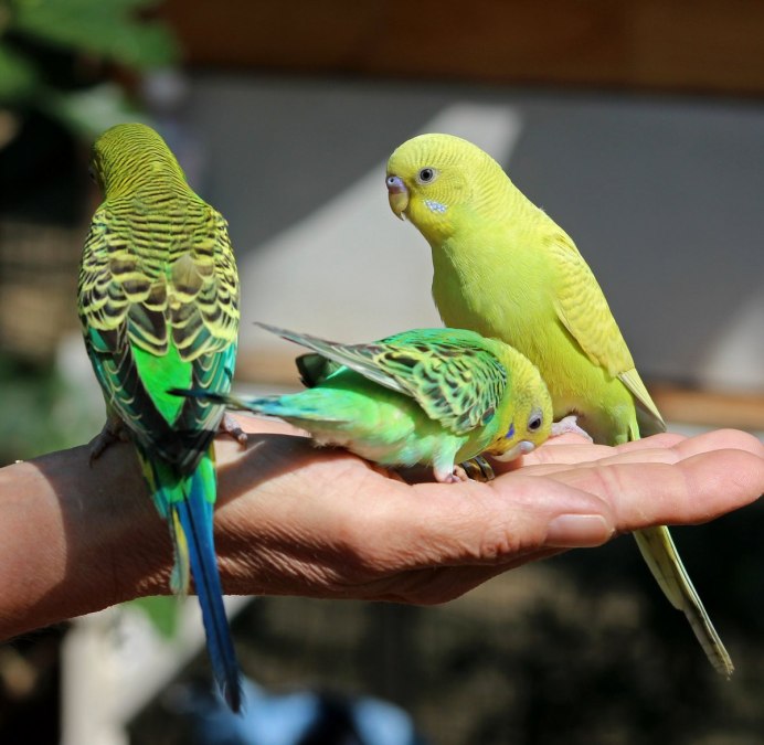 Клетка для Какаду