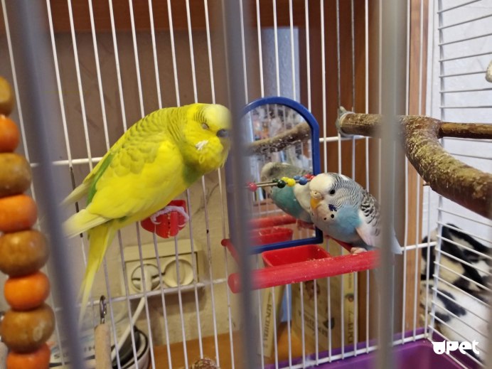 Много попугаев