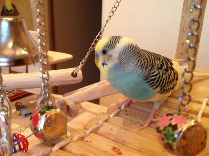 Домашние ручные попугаи