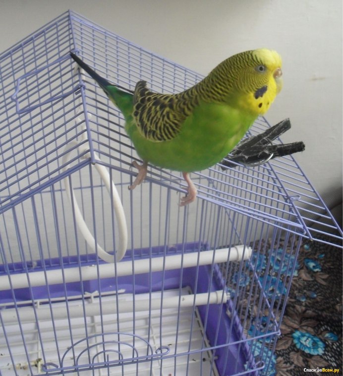 Попугай Макао