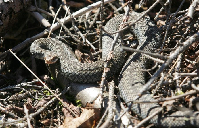 Гадюка Никольского (Vipera nikolskii)