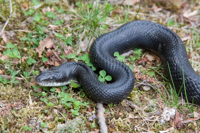 Гадюка Никольского (Vipera nikolskii)