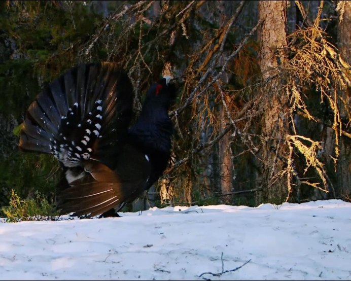 Глухарь (Tetrao urogallus)