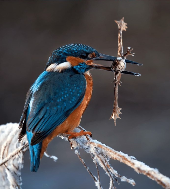 Alcedo Atthis