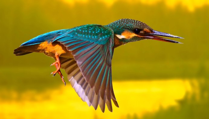 Птичка Kingfisher