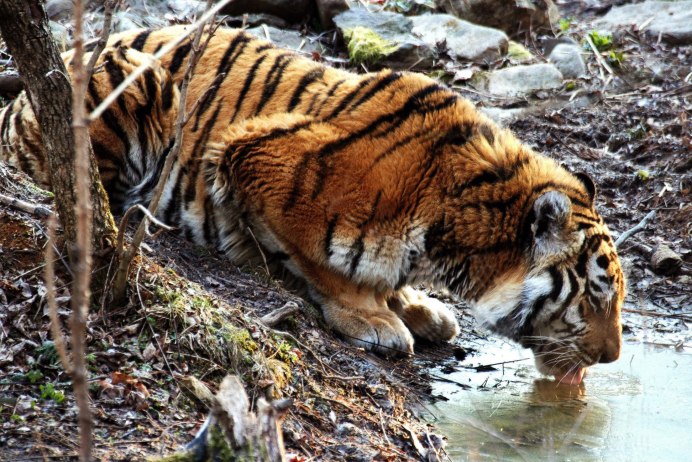 Panthera Tigris altaica