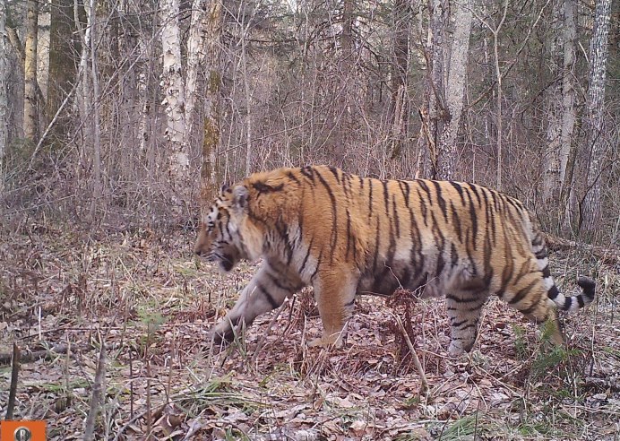 Амурский тигр (Panthera Tigris)