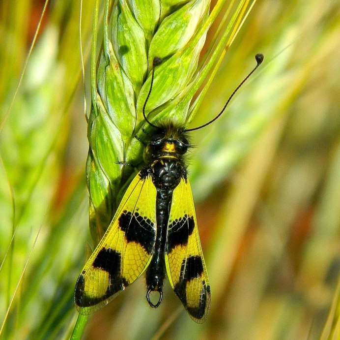 Libelloides macaronius рисунок