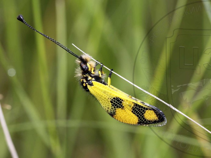 Neuroptera сетчатокрылые