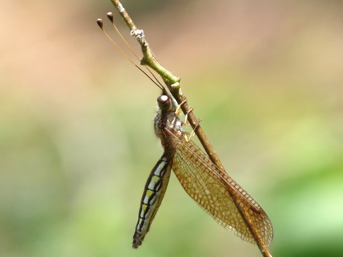 Papilio ascalaphus