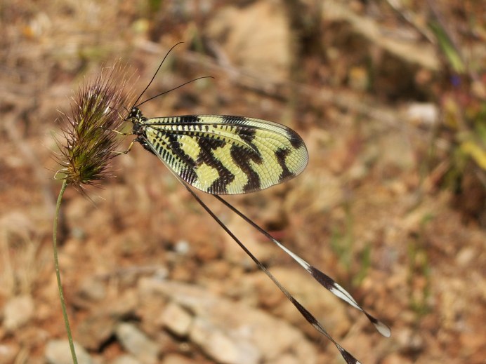 Neuroptera сетчатокрылые