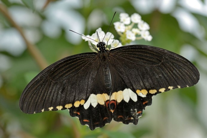 Ascalaphus macaronius