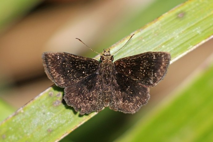 Bubopsis