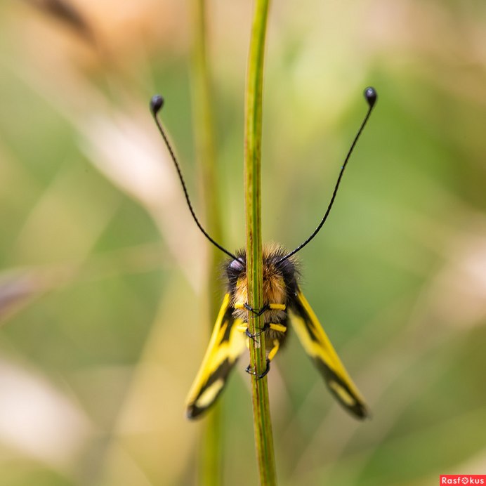 Libelloides macaronius