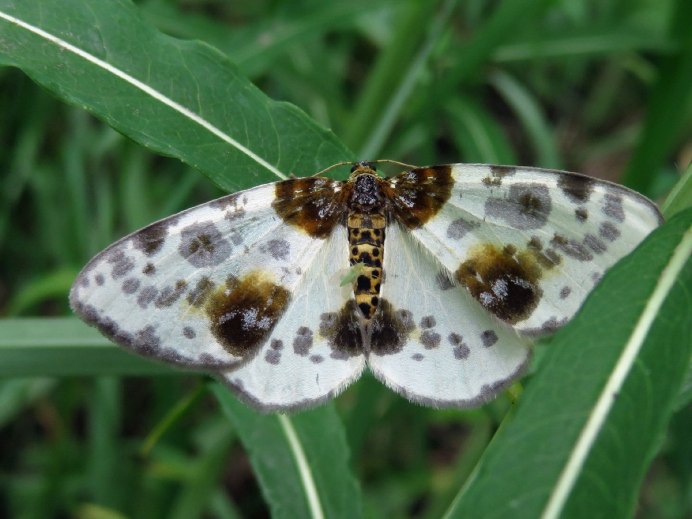 Amphizoa insolens
