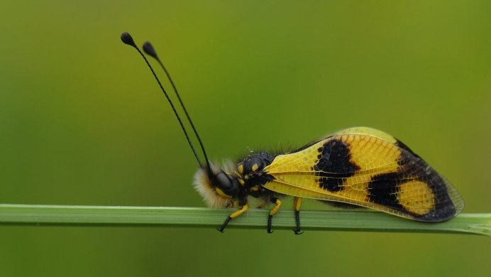 Papilio Polytes бабочка