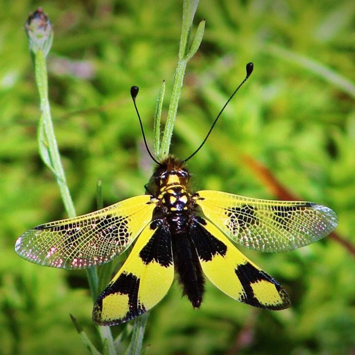 Ascalaphus macaronius