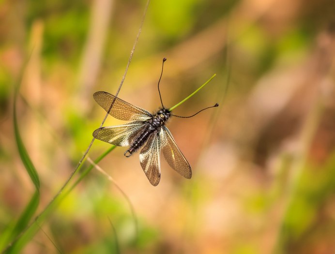 Owlfly's