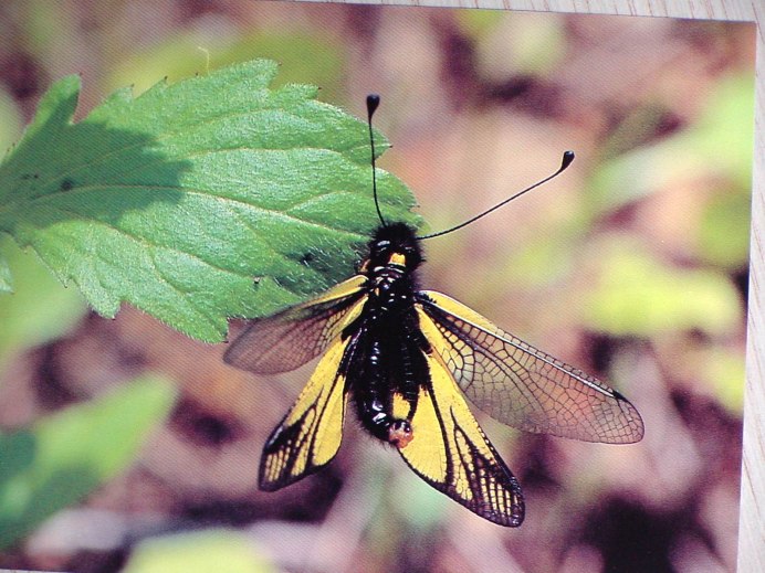 Libelloides macaronius
