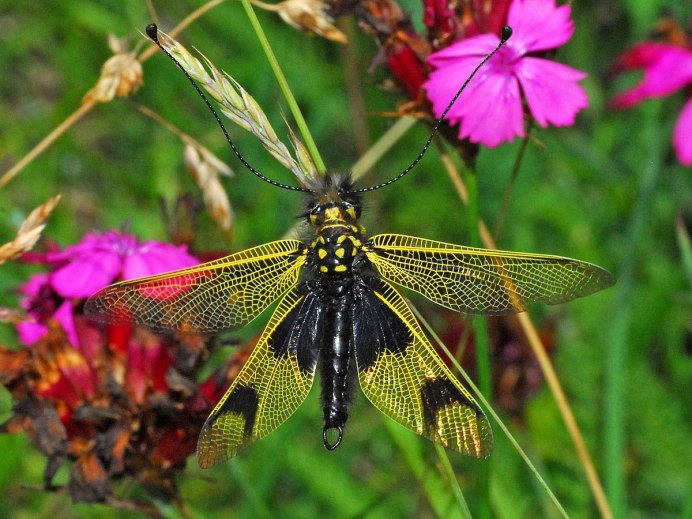 Neuroptera сетчатокрылые
