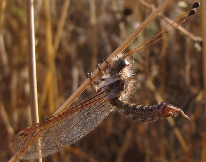 Libelloides личинка