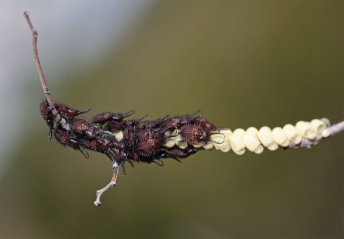 Аскалафов (Ascalaphidae) рисунок