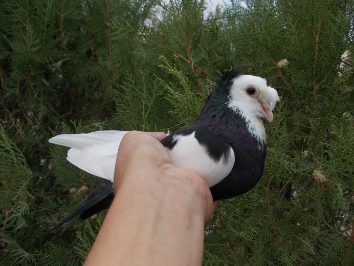 Голубь черно белый