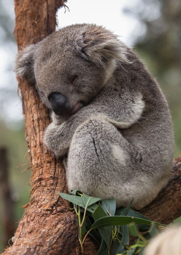 Коала медведь