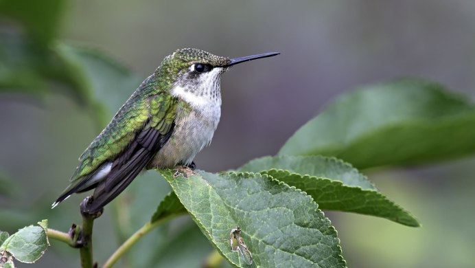 Gallinago stenura
