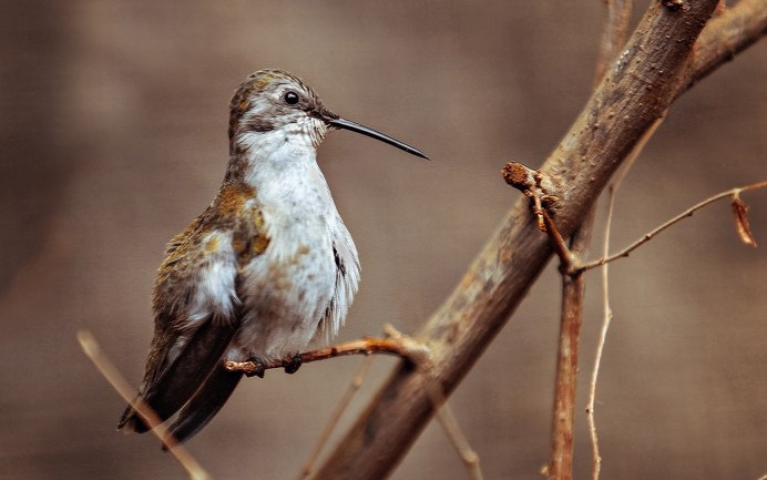 Малый веретенник Limosa lapponica