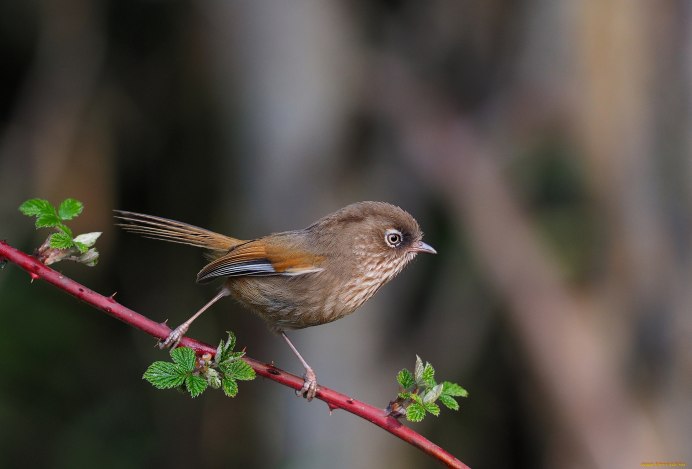 Горихвостка птица самка