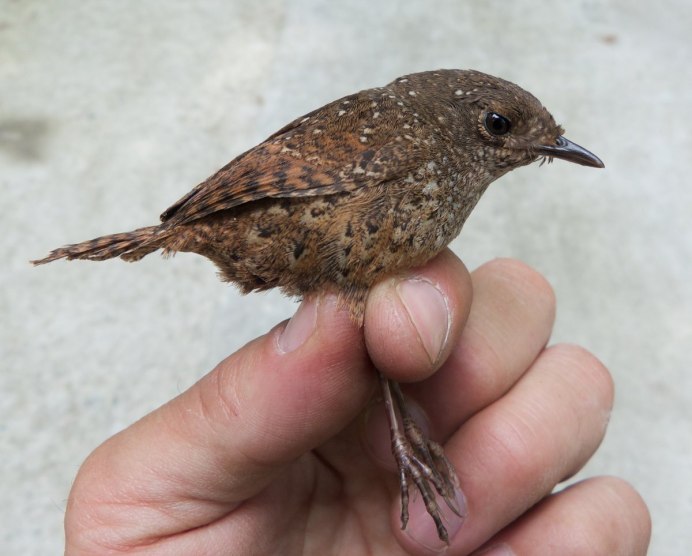 Птица Зарянка Малиновка