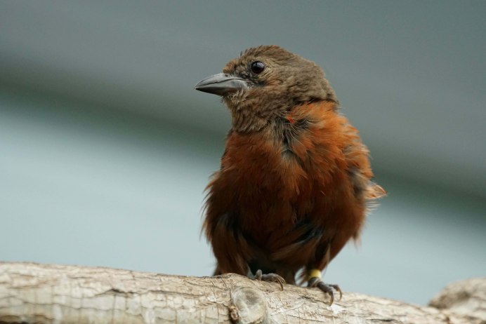 Коричневая птица