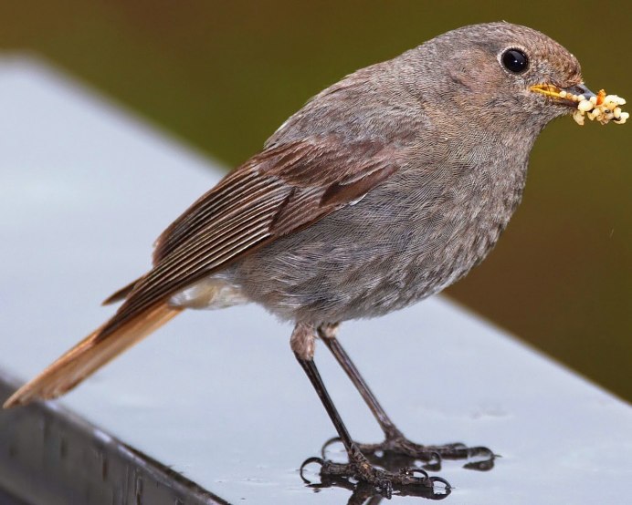 Серый скворец птица
