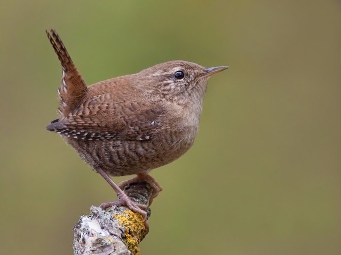 Птица с коричневой грудкой