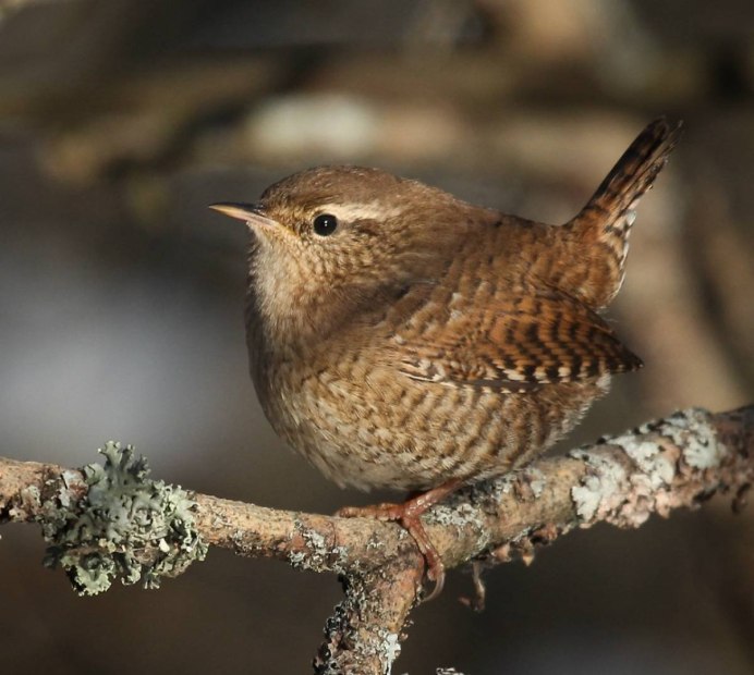 Южный Соловей