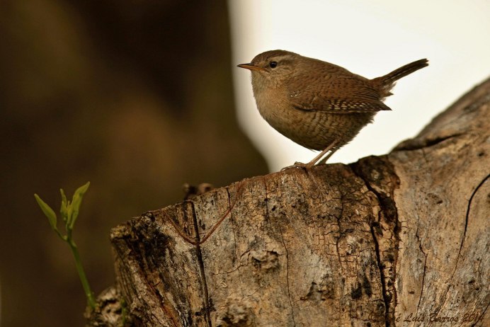 Зяблик желтый