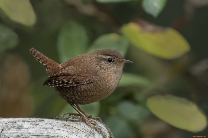 Певчие птицы Соловей