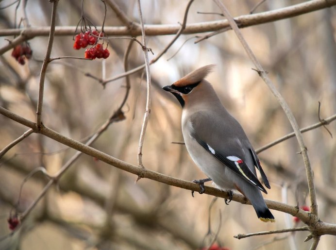 Чёрный шелковистый свиристель
