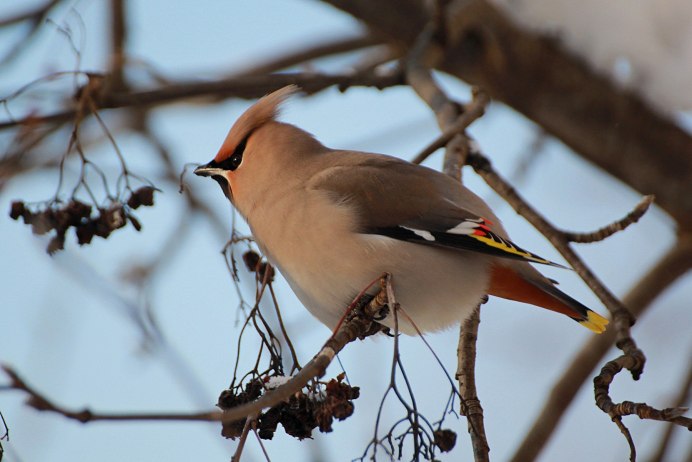 Свиристель обыкновенный