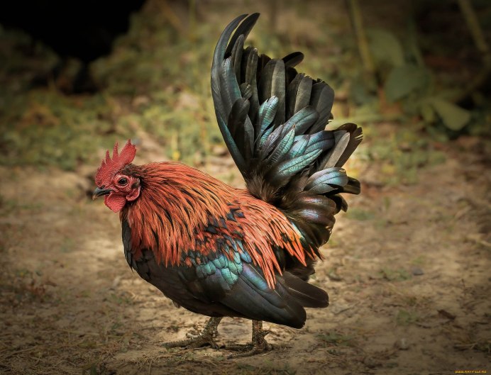 Фазановые (Phasianidae)