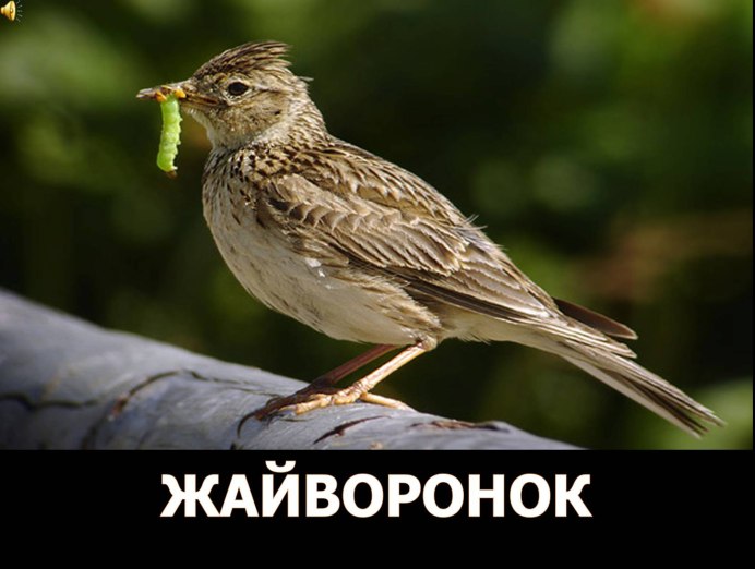 Полевой Жаворонок на белом фоне