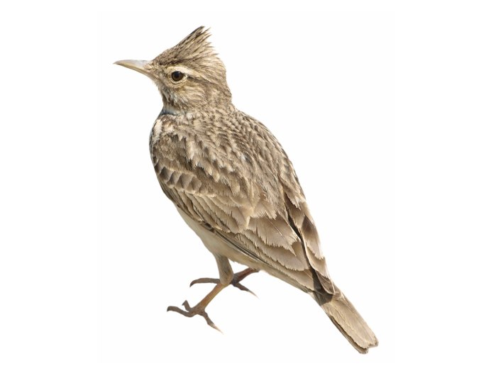 Melanocorypha bimaculata