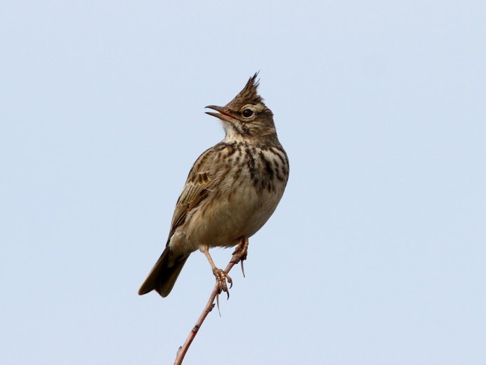 Brown Bird