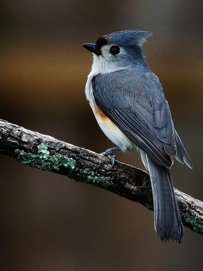 Tufted Titmouse птица