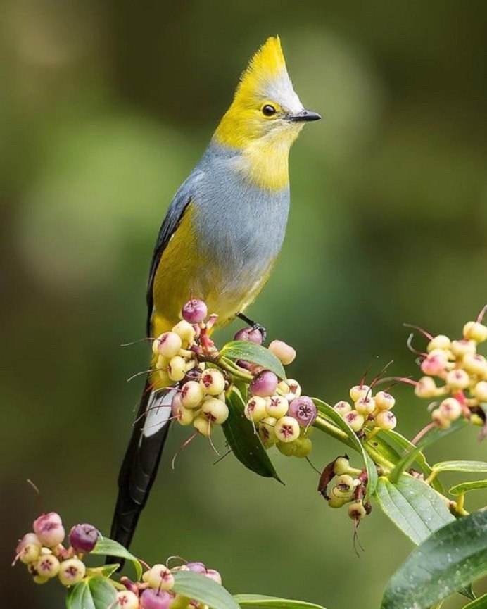 Желтоголовый королёк