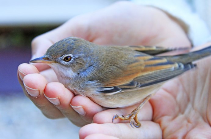 Певчие птицы Подмосковья