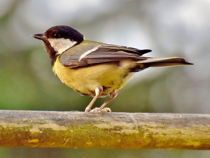 Желтоголовый Королек птичка