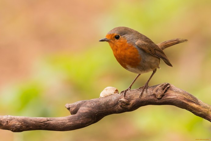 Мухоловка семейства воробьиных