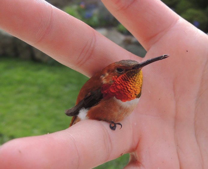 Колибри карликовая Пчелка